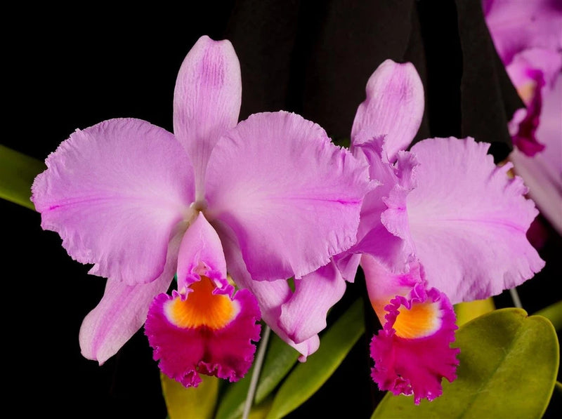 Pink Cattleya orchid flowers with purple-red throats and yellow-orange centers on green leaves