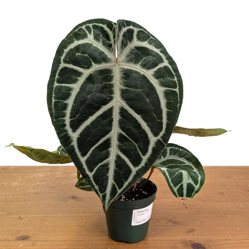 Potted anthurium plant with dark green leaves and white veins in a black pot