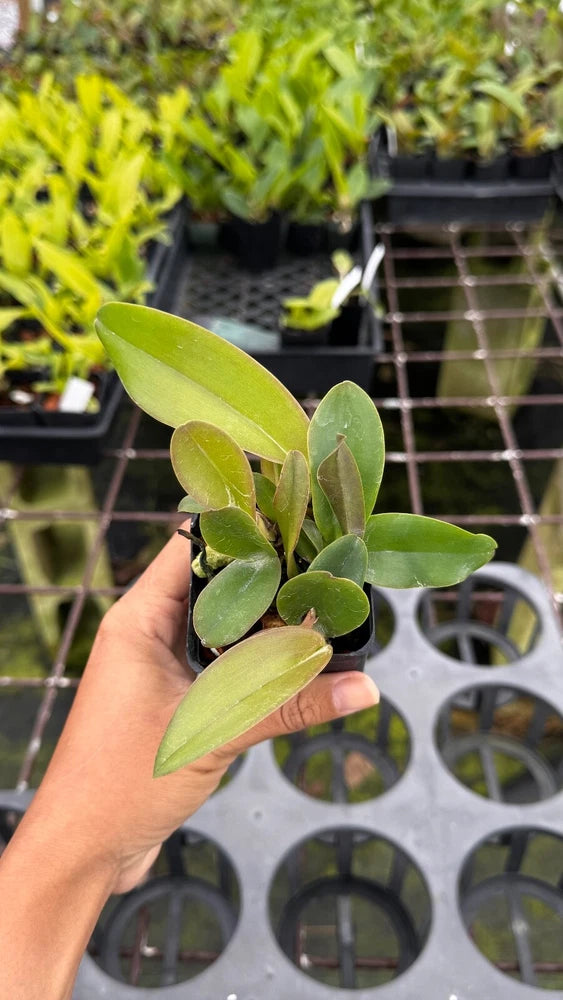 Green orchid plant with several broad leaves held in hand