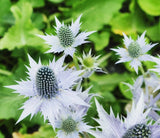 Alpine Sea Holly Seeds - 50 Pack - Exotic Garden Plant Seeds Garden Plants