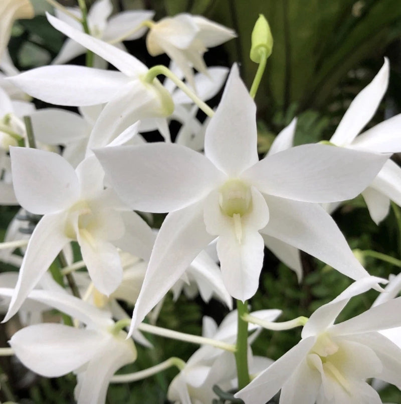 White Dendrobium orchid cluster with long petals and pale yellow centers