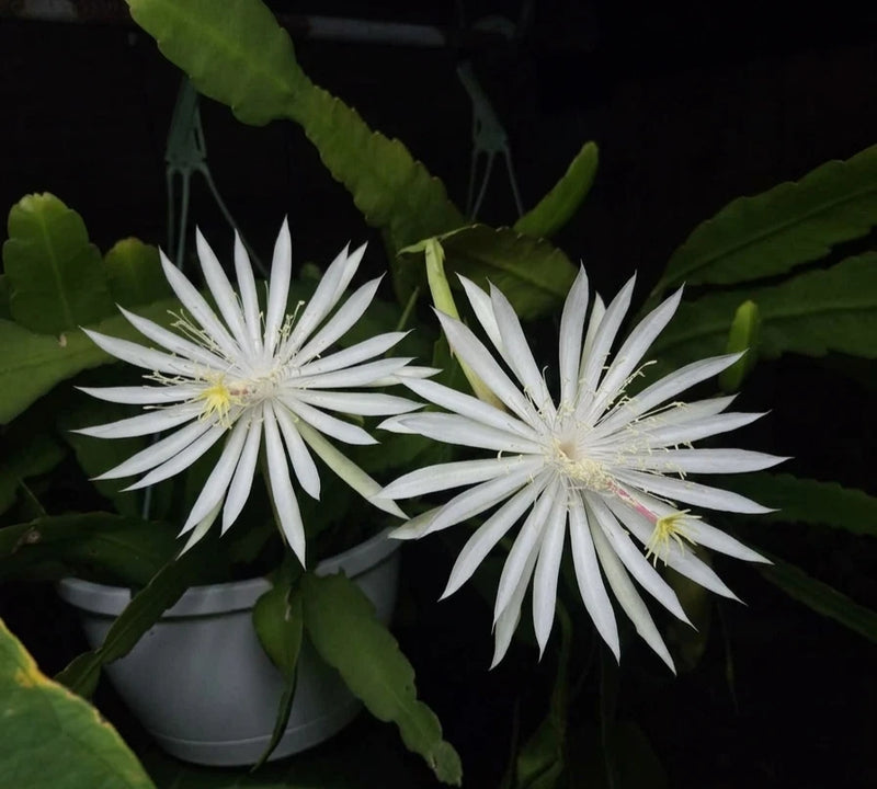 White orchid cactus live plant with two large white star-shaped flowers
