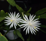 Epiphyllum Hookeri Strictum White Orchid Cactus Ð Fragrant Starter Live Plant Orchids