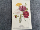 Carnation Vintage 1963 Flower Postcard Carnation