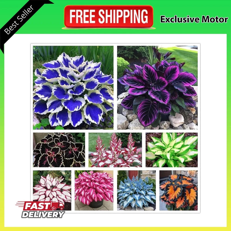 100+ Hosta Seeds for Planting Outdoors Mixed Color Rare Perennial Flower Seed... Garden Plants