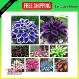 100+ Hosta Seeds for Planting Outdoors Mixed Color Rare Perennial Flower Seed... Garden Plants