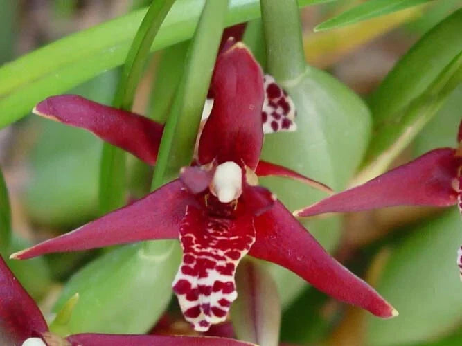 Maxillaria tenuifolia Ð Coconut fragrance! Spring blooming! Orchids