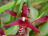 Maxillaria tenuifolia Ð Coconut fragrance! Spring blooming! Orchids