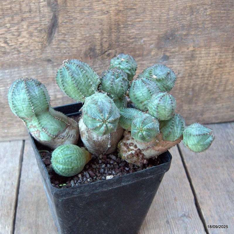 D6514 EUPHORBIA PSEUDOGLOBOSA pot12-H13-W21 cm MaMa Cactus Green Plant
