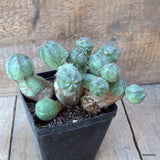 D6514 EUPHORBIA PSEUDOGLOBOSA pot12-H13-W21 cm MaMa Cactus Green Plant