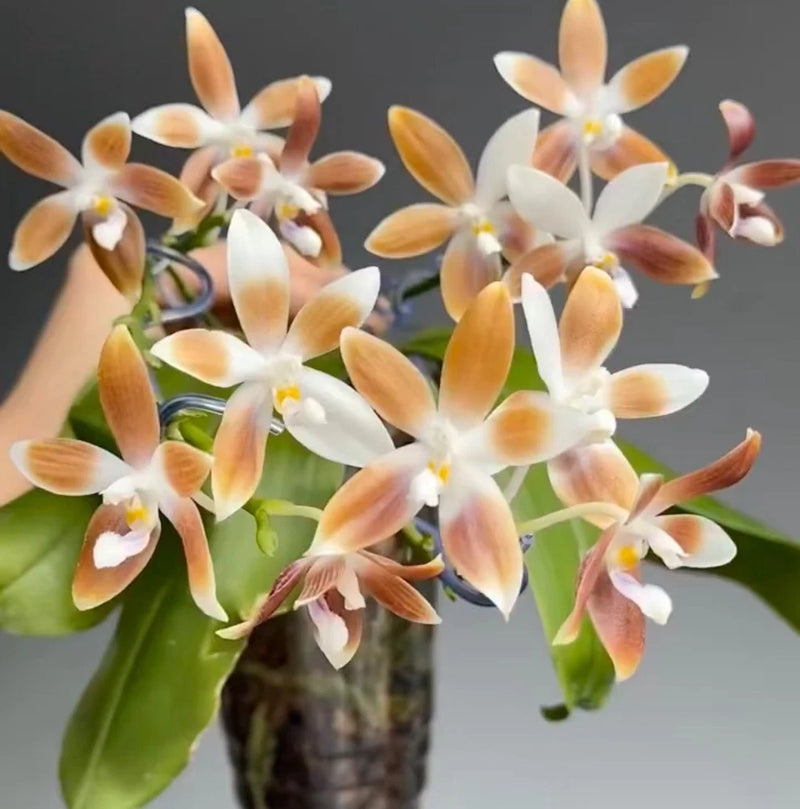 White and coffee-brown orchid flowers with star-shaped petals and green leaves