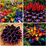 117+ Hosta Seeds Ð Shade & Drought Tolerant Perennial Garden Ground Cover Garden Plants