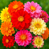 DAHLIA 25+ SEEDS RARE DWARF SUMMER MIX HUGE FLOWERS CONTAINERS FREE SHIPPING! Garden Plants