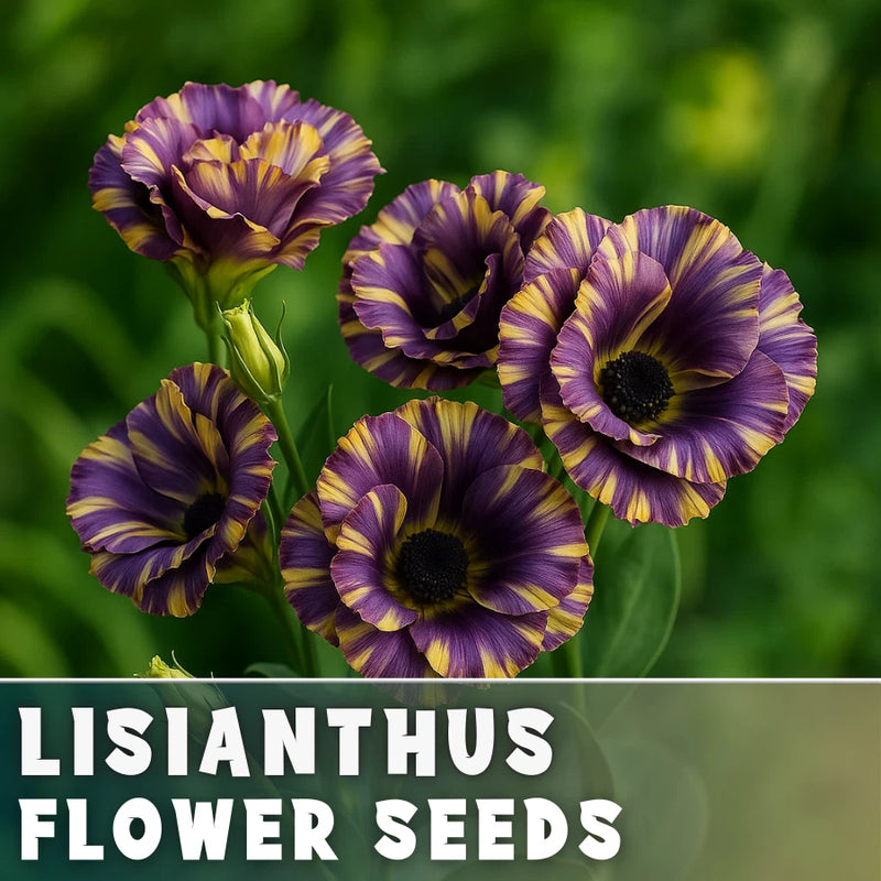 Halo Lisianthus Seeds - 100 Seeds Garden Bloom Flower Seed Non Gmo Garden Plants