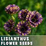 Halo Lisianthus Seeds - 100 Seeds Garden Bloom Flower Seed Non Gmo Garden Plants
