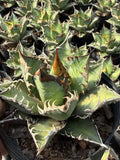 Agave"titanota red catwezzle" Succulent Titanota weazle Home Garden Garden Plants