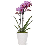 Orchid Live Plant in Moss 15-20" Pink Petite Orchids