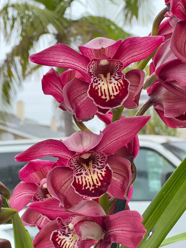 Magenta cymbidium orchid blooms with speckled cream centers on green stems