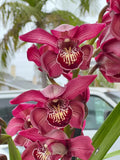 Cymbidium Barrita Pillar 'Claret' ~ 1 Gallon Pot Orchids