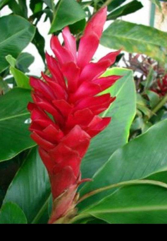 3 red  ginger plants hawaii Orchids