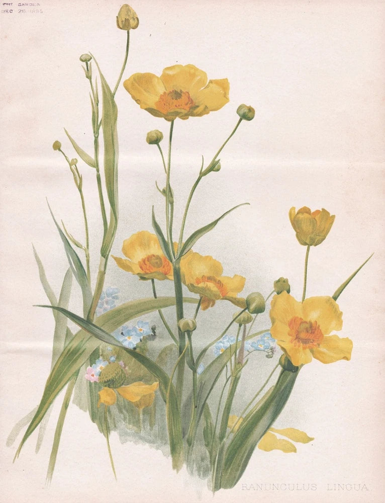 Crowfoot buttercup Ranunculus botany flower botany Robinson litho Ranunculus
