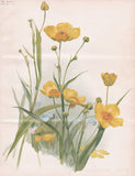 Crowfoot buttercup Ranunculus botany flower botany Robinson litho Ranunculus