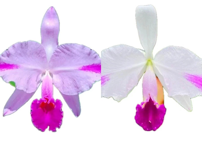 Purple and white orchid flowers with magenta centers