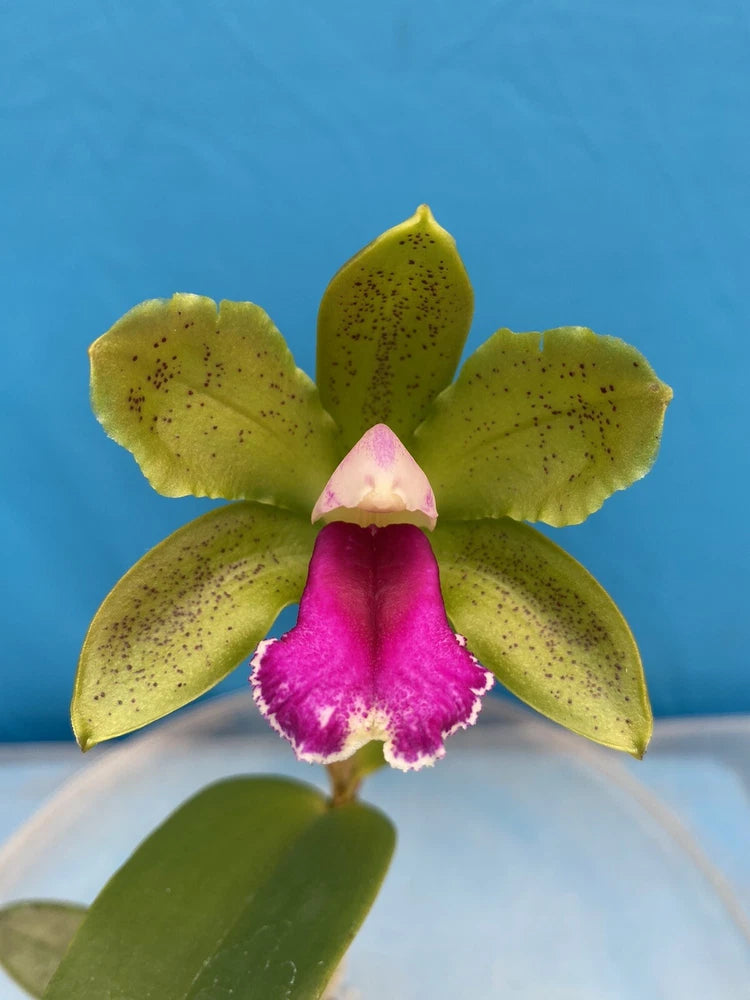 Yellow-green orchid flower with speckled petals and a pink-magenta lip