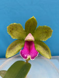 Cattleya bicolor Green X Sib 4Ó Fresh Repot Green Pink Fragrant Orchid Species Orchids