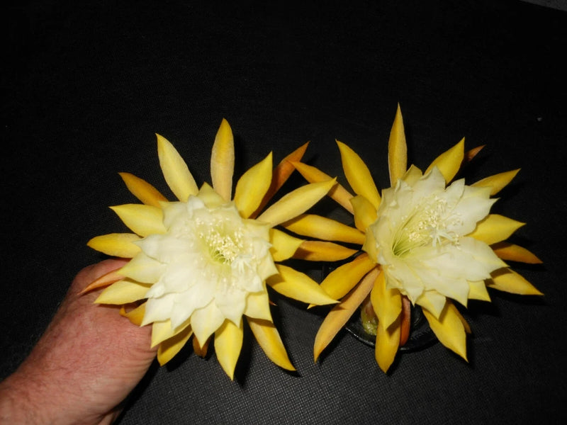 Orchid cactus blooms, pale yellow star-shaped flowers in a pair, held by hand