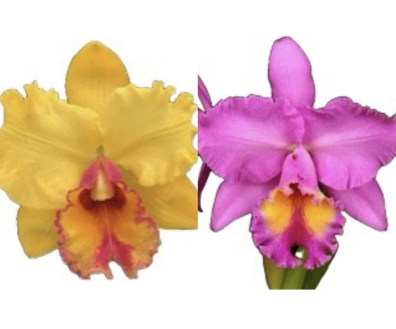 Two orchid flowers: yellow and purple ruffled petals