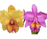 Blc Golden Angel ÔParadiseÕ X Blc Saint Clement ÔTrinityÕ AM/AOS 2Ó Pot Orchids