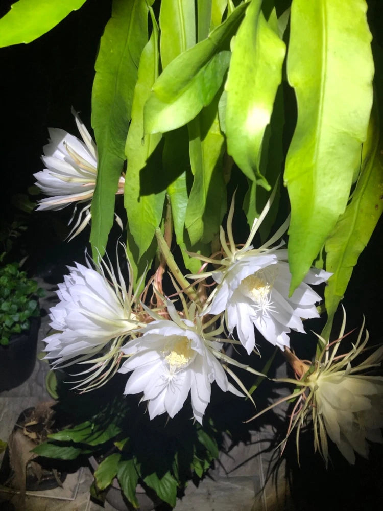 Fragrant orchid cactus rooted cutting with white star flowers and green stems