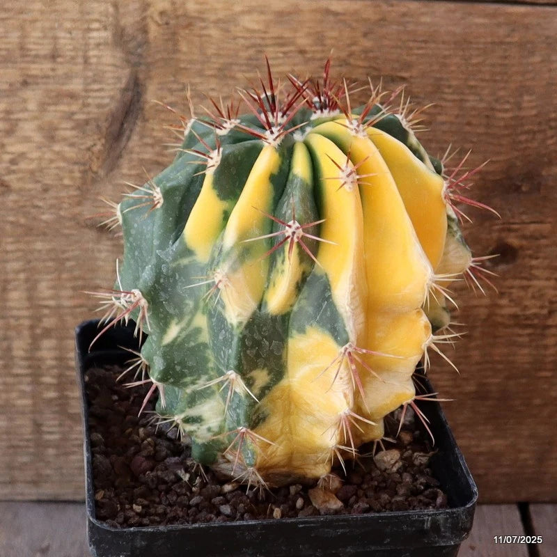 D5272 FEROCACTUS STAINESII VARIEGATED pot12-H15-W13 cm MaMa Cactus Green Plant