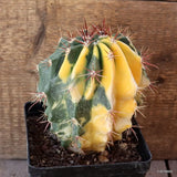 D5272 FEROCACTUS STAINESII VARIEGATED pot12-H15-W13 cm MaMa Cactus Green Plant
