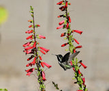 300 EATON'S PENSTEMON SEEDS (Penstemon eatonii) Hummingbird Perennial US Seller Garden Plants