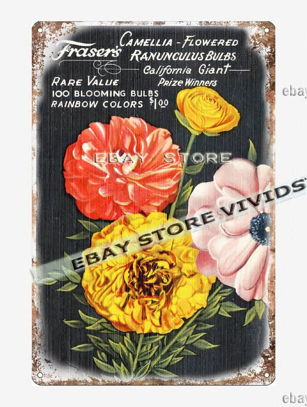 tin sign 1930s-40s Frasier's Camellia - Flowered Ranunculus Bulbs California Ranunculus