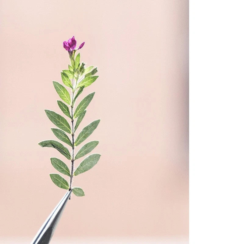 Pressed dried leaf sprig with tiny purple flower on attached green stems