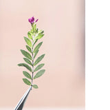 12PCS Real Pressed Dried leaf with Tiny Purple Flower, leaves with stem FSS106 Dried Flower