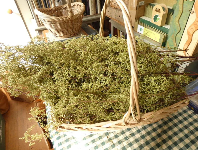 Dried sweet annie flower bundles in a woven basket, green sprigs