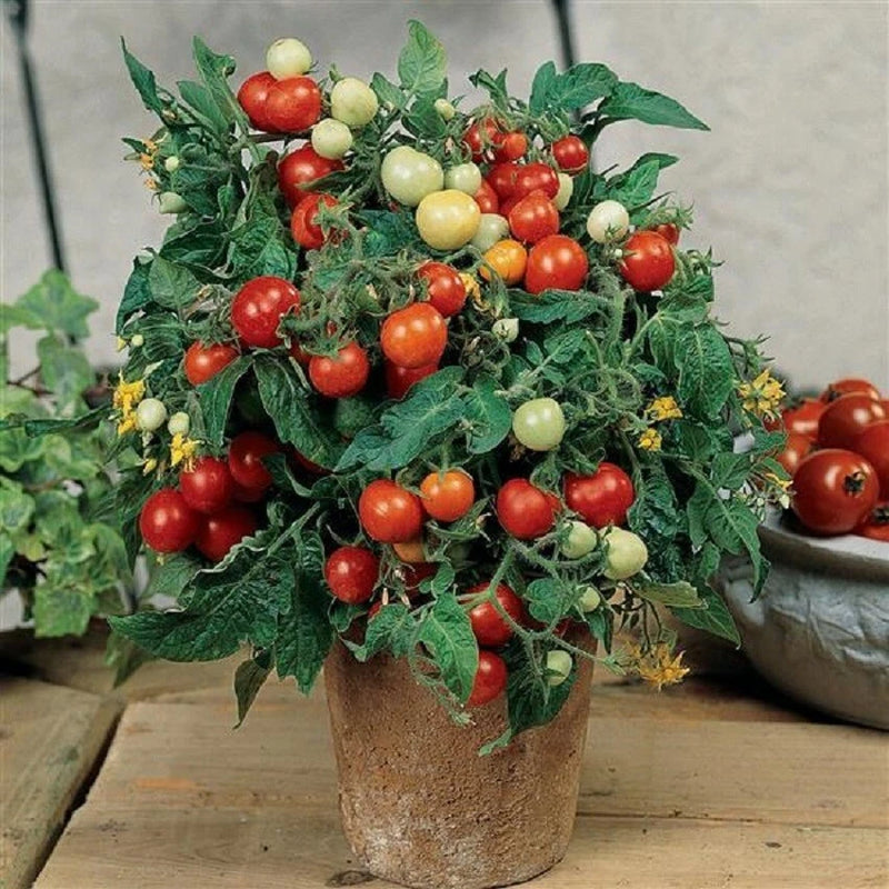 MPB#6 Tomato Seeds 25 Seeds Micro Tom Worlds Smallest Tomato Plant Garden Starts Garden Plants
