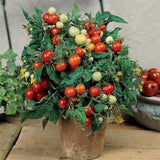 MPB#6 Tomato Seeds 25 Seeds Micro Tom Worlds Smallest Tomato Plant Garden Starts Garden Plants