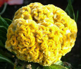 COCKSCOMB YELLOW DWARF Celosia Cristata Nana Jessica - 120 Bulk Seeds Garden Plants