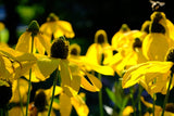 100 YELLOW CONEFLOWER Ratibida Pinnata Flower Seeds Flowering Plants