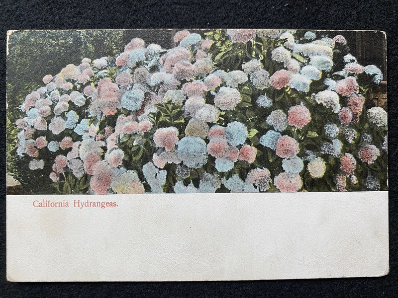California CA Hydrangea Flower Antique Photo Postcard Hydrangea