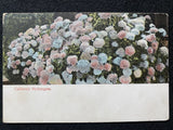 California CA Hydrangea Flower Antique Photo Postcard Hydrangea
