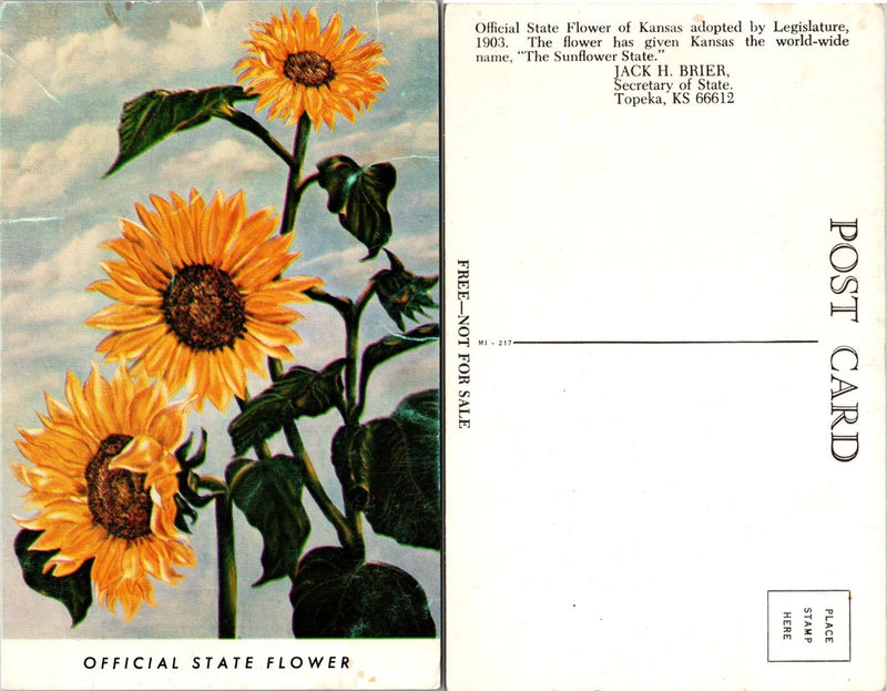 Kansas KS Sunflower State Flower Postcard Sunflower