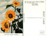 Kansas KS Sunflower State Flower Postcard Sunflower