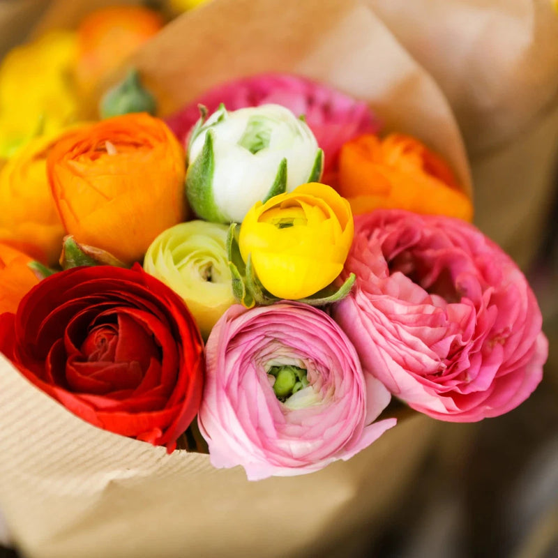 __ 60 Mixed Ranunculus Seeds Ð Double Bloom Buttercups Colorful Spring Perennial Ranunculus