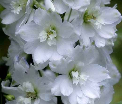 DELPHINIUM GALAHAD Delphinium Cultorum - 50 Bulk Seeds Garden Plants